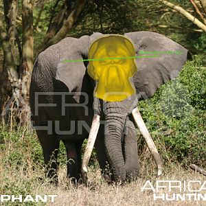 Bowhunting Elephant Front View Shot Placement