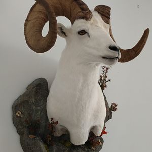 Dall's Sheep Shoulder Mount Taxidermy