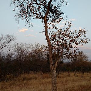 Red Bushwillow Tree