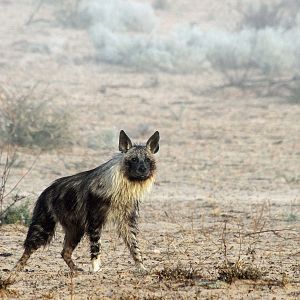 Brown Hyena early morning mist