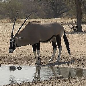 Bowhunting Oryx Botswana 2018