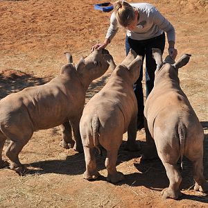 Orphaned Baby White Rhinos South Africa
