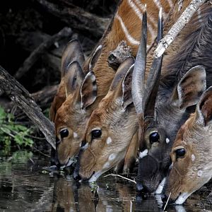 Bushbuck in South Africa
