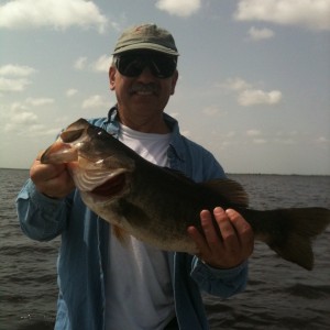 Florida bass