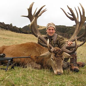 New Zealand red stag