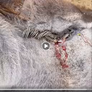 Remarkable Video of this Old Kudu we hunted