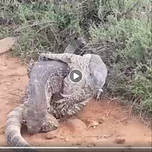Two Rock monitors battling it out