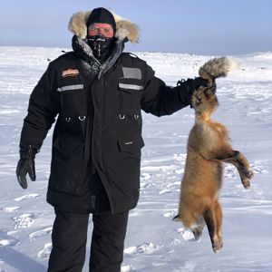 Canada Hunt Red Fox