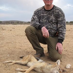Hunt Jackal in Namibia
