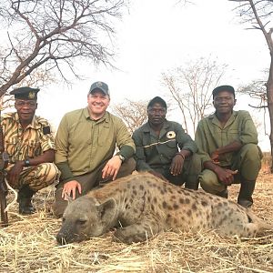 Spotted Hyena Hunting Zambia