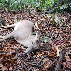 South Alabama USA Hunt Deer