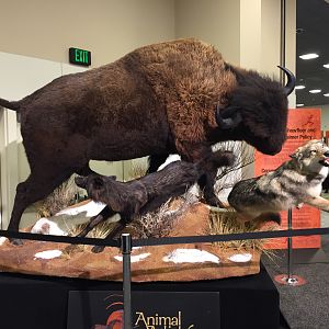 Bison Full Mount Taxidermy