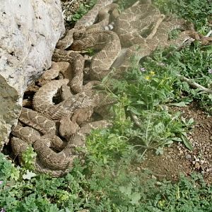 Rattlesnakes Arizona USA