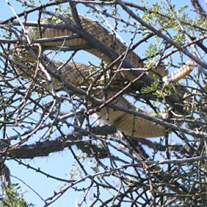 Rattlesnake in a tree Arizona USA
