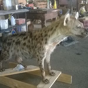 Spotted Hyena Full Mount Taxidermy