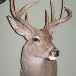 Coues Deer Shoulder Mount Taxidermy