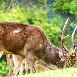 Rusa Deer in New Zealand
