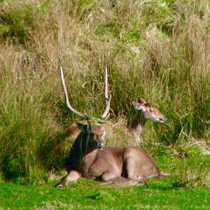 Rusa Deer in New Zealand
