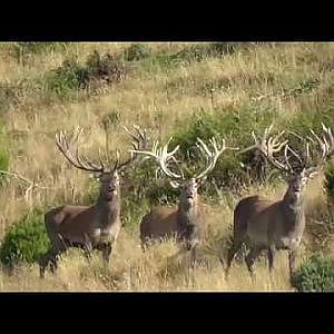 Red Stags Pre rut with New Zealand Safaris