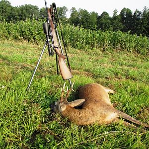 Roe Deer Hunt Croatia
