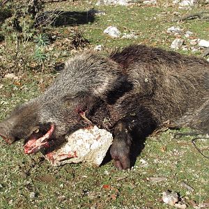 Hunt Boar in Croatia