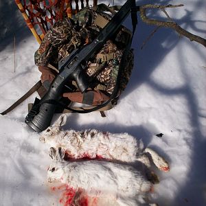 USA Hunting Hare