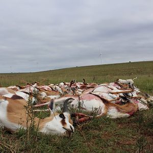 Cull Hunting Springbok in South Africa