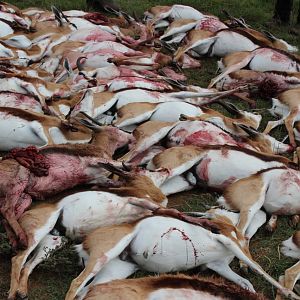 South Africa Cull Hunting Springbok