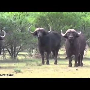 Buffalo hunt South Africa