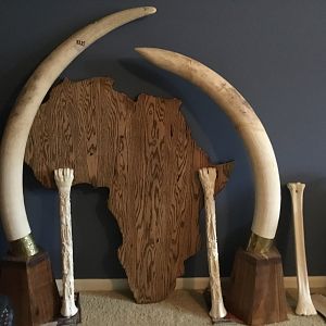 Elephant Tusks & Carved Giraffe Bones Taxidermy