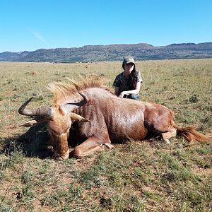Hunt Golden Wildebeest in South Africa