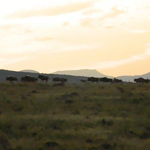 Golden Wildebeest  South Africa