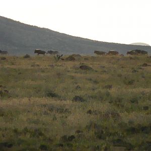 Golden Wildebeest  South Africa