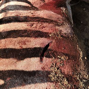 Bullet wound on Burchell's Plain Zebra
