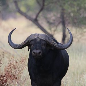 Cape Buffalo  South Africa