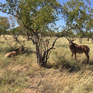 Roan Antelope South Africa