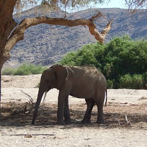 Elephant in Hoanib River Valley, Damaraland, Namibia