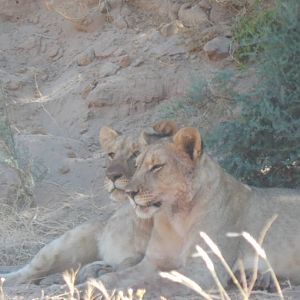 Lion in Hoanib River Valley, Damaraland, Namibia