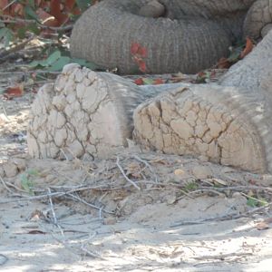 Elephant sleeping in Hoanib River Valley, Damaraland, Namibia