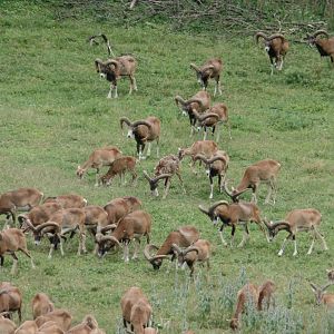Hunting Mouflon in Hungary