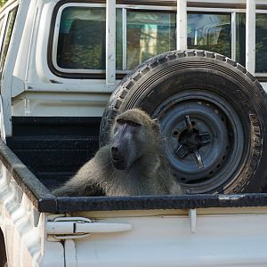 Baboon on the back of a truck