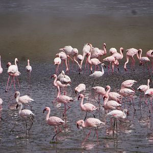Group of Flamingoes Walvis Bay Namibia