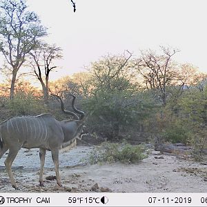 Zimbabwe Trail Cam Pictures Kudu