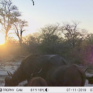 Trail Cam Pictures of Cape Buffalo in Zimbabwe