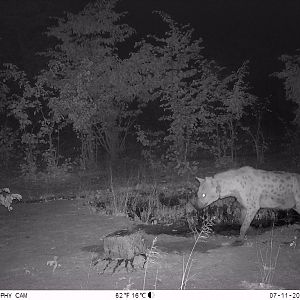 Zimbabwe Trail Cam Pictures Spotted Hyena