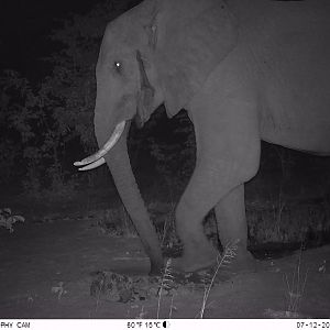 Trail Cam Pictures of Elephant in Zimbabwe