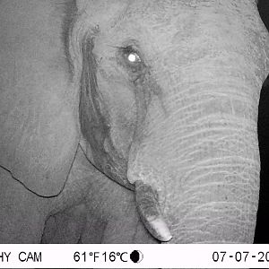 Zimbabwe Trail Cam Pictures Elephant
