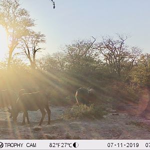 Trail Cam Pictures of Cape Buffalo in Zimbabwe