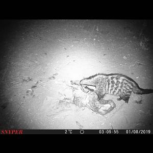 South Africa Trail Cam Pictures Civet Cat