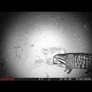 Trail Cam Pictures of Civet Cat in South Africa